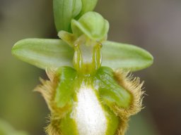 Ophrys_speculum_f_virescens_Cho_de_Couce-Alqueido